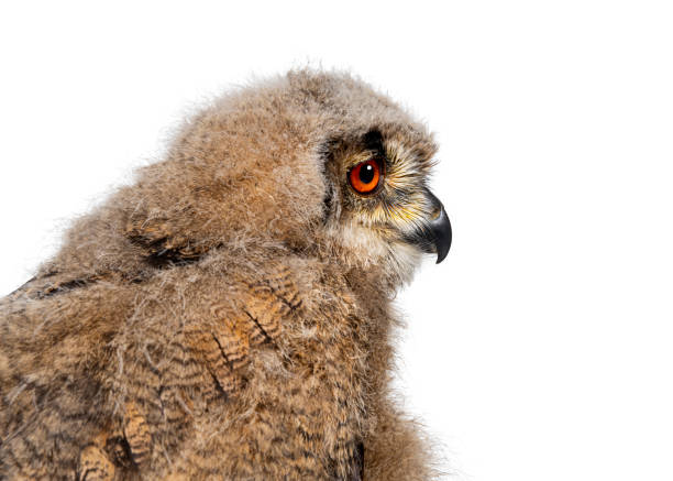 Head shot of a One month,  Eurasian Eagle-Owl chick profile, Bubo bubo, isolated on white