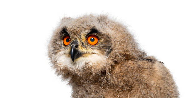 istock Head shot of a One month,  Eurasian Eagle-Owl chick, Bubo bubo, isolated on white 1930445541