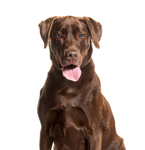 istock Panting and sitting Chocolat Labrador, isolated on white 1930446134