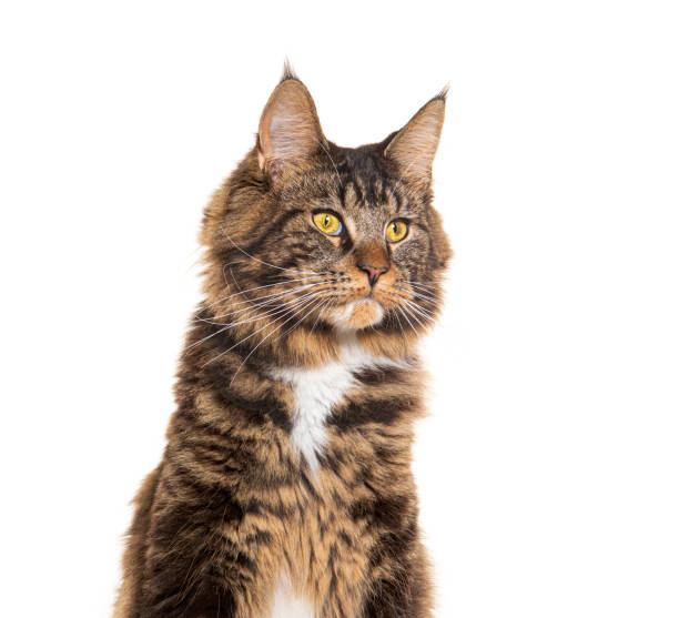 istock Maine coon cat, isolated on white 1930446663