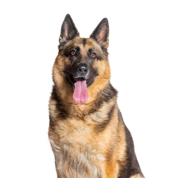 istock head shot of a German shepherd panting and looking at the camera, isolated on white 1930448793