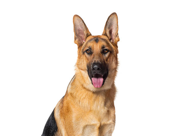 istock head shot of a German shepherd panting and looking at the camera, isolated on white 1930449337