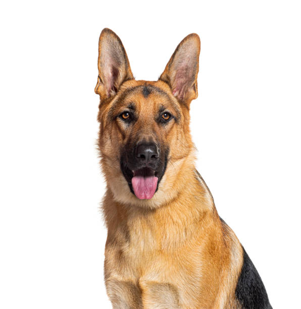 head shot of a german shepherd panting and looking at the camera, isolated on white - german shepherd animal black purebred dog ストックフォトと画像