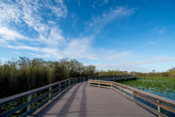 istock View from Anhinga Trail boardwalk in Everglades National Park. 1930449356