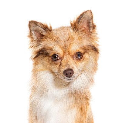 Head shot of a Pomshi - Mix Pomeranian et Shiba Inu, isolated on white