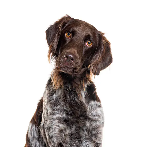 portrait of a Small Münsterländer dog looking at the camera, isolated on white
