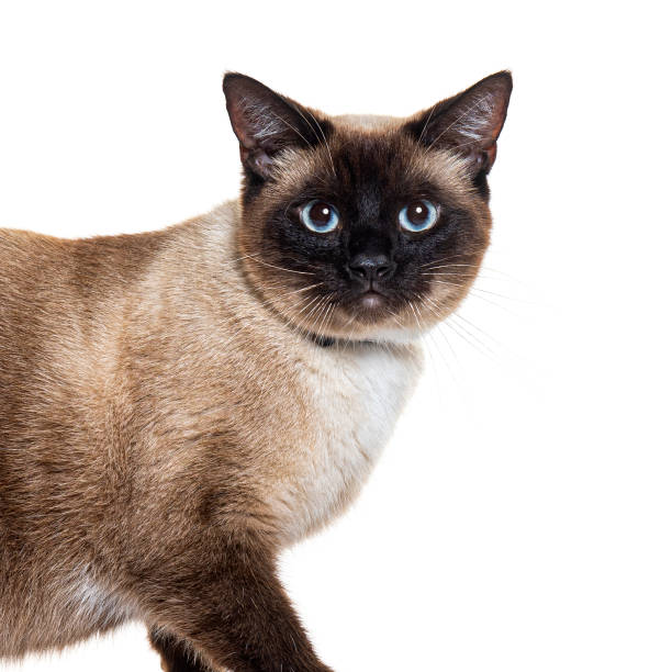 istock Crossbreed cat wearing a cat collar, isolated on white 1930449879
