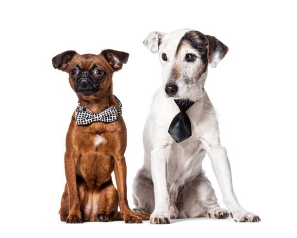 istock Dogs wearing bow tie and cravat, Isolated on white 1930453532