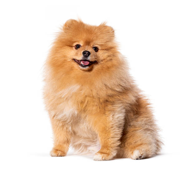 istock Happy Pomeranian dog, sitting panting 1930454057