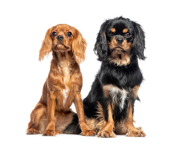 istock Two Cavalier King Charles sitting together and looking at the camera 1930455703