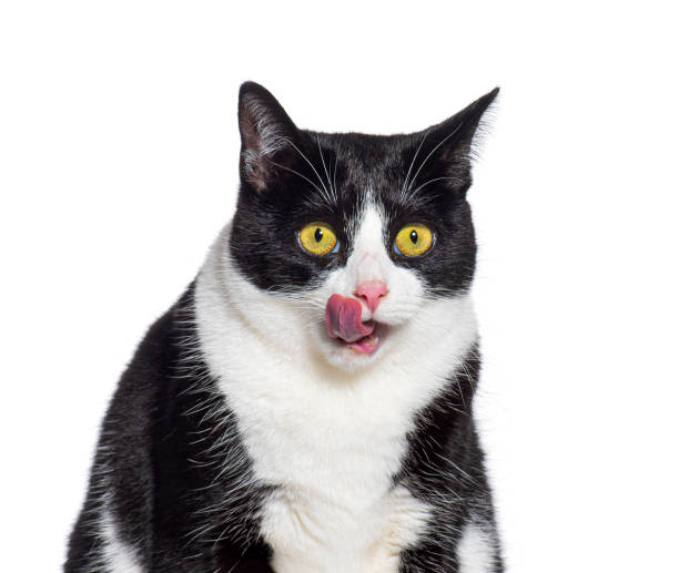 istock Black and white cross cat licking its lips greedily, isolated on white, isolated on white 1930457856