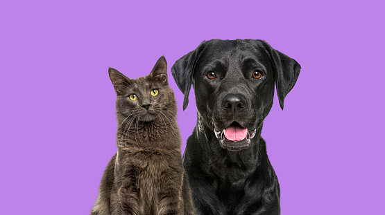 Close-up of a Happy panting black Labrador dog and blue maine coon cat looking at the camera, isolated on purple