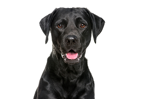 Close-up of a Happy panting black Labrador dog looking at the camera, isolated on white
