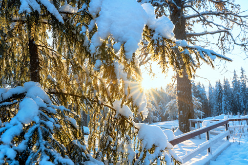The golden winter sun shines through the snow-covered spruce branches. Winter landscape.