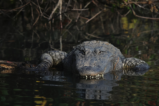 Alligator Head and Front Arms on Log in Water Taking Afternoon Nap