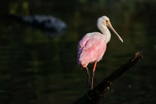 Roseate Spoonbill on Log in Water Being Watched by Alligator in Background