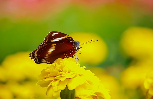 Butterfly, perched on a yellow flower