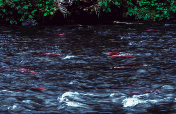 Many sockeye salmon spawning on the fast flowing Russian River.Taken in Alaska, USA