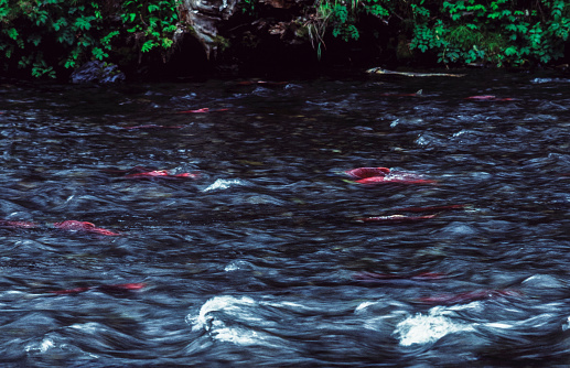 Sockeye salmon in the Russian River, Alaska