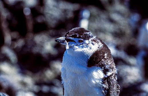 Close-up of molting wild chinstrap penguin (Pygoscelis papua) sunning itself in a rocky penguin rookery off the shore of Antarctica,\n\nTaken in Antarctica