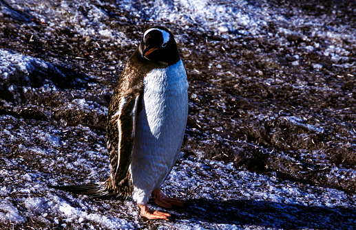 One wild gentoo penguin chick on Antarctica beach.  Chick is losing it's early life down feathers.\n\nTaken in Antarctica