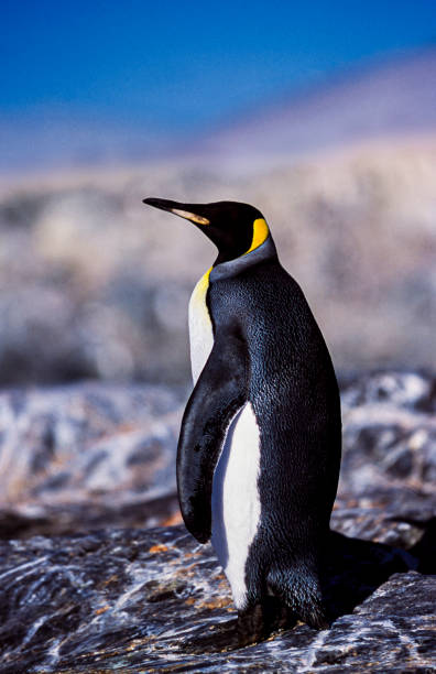 wild king penguin walking through rookery - pinguim de schlegel - fotografias e filmes do acervo