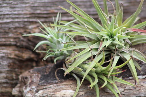 Air Plants Growing On A Piece Of Driftwood In The Warm Tropical Humid Air.