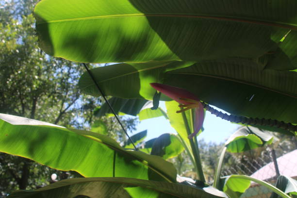 istock Banana Tree In Full Bloom In The Florida Sun. 1930536266