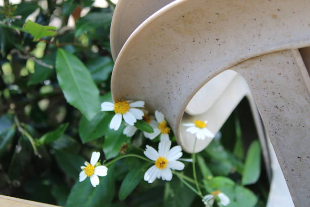 Daisy's growing wild in a yard under a chair