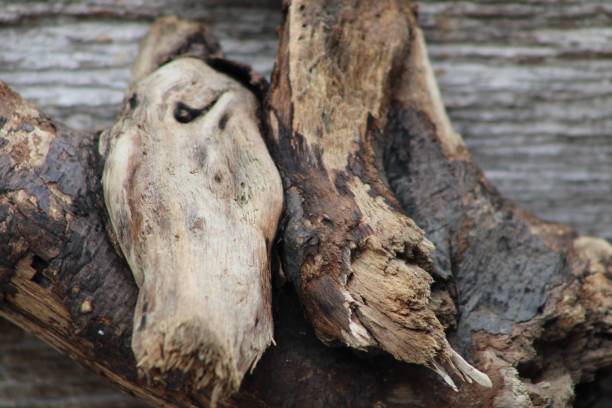 madera a la deriva que cuelga con un fondo de madera - driftwood beach wood macro fotografías e imágenes de stock