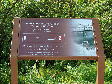 Everglades National Park, Florida, United States - January 13, 2024: Sign in the Royal Park Visitor Center in English and Spanish warning visitors of how close is too close to stand from an alligator.