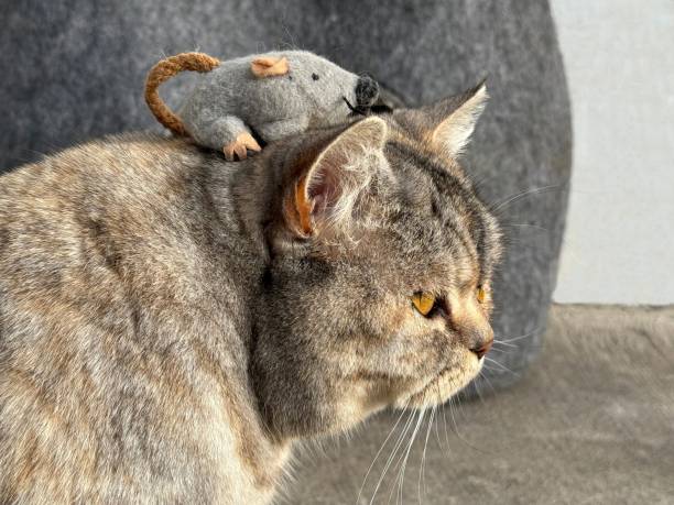 istock Funny cat with toy mouse on his head 1930577764