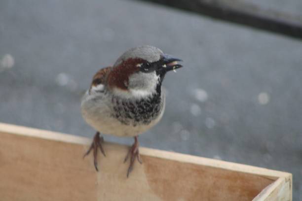 istock Close Up Small Sparrow Eating At A Bird Feeding Station. 1930585018