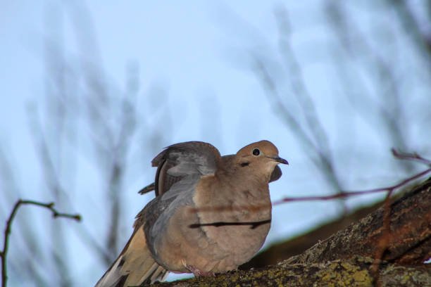 Portrait of a wood pigeon perching on a tree branch, UK.
