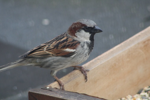 Common House Sparrow (Rafinesque Passeridae) eating bird seed