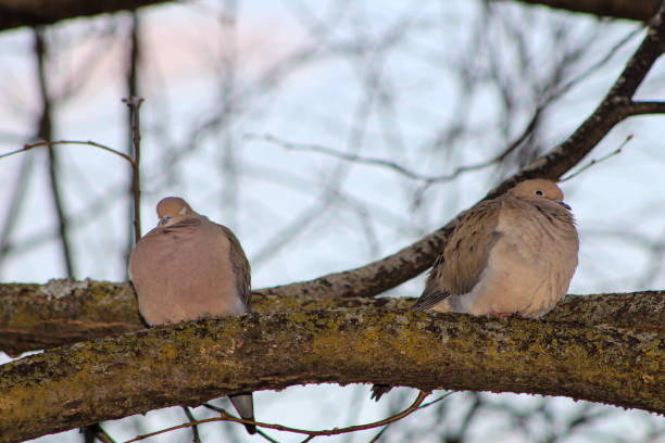 Common Dove Hanging Out On A Tree Branch Outdoors