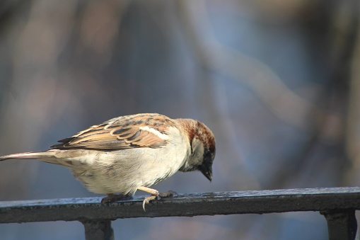 Close Up Small Sparrow Eating At A Bird Feeding Station.