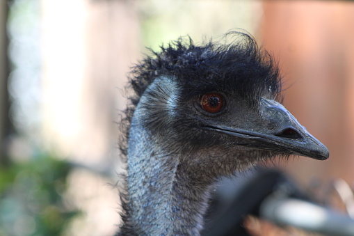 A portrait of an emu while another one peeks out curiously in the background.