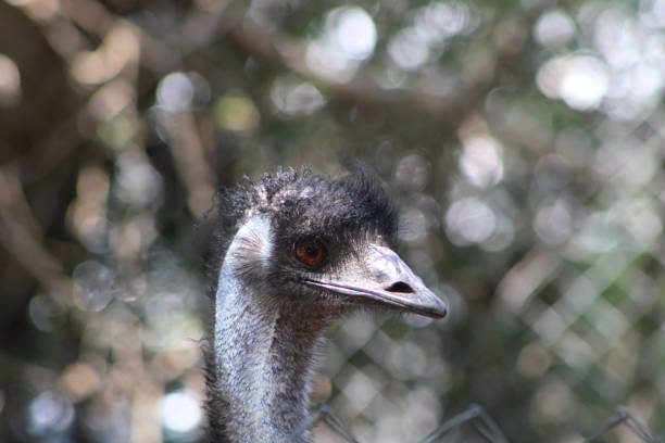 動物園のクローズアップでエミュー - ostrich feather animal head concepts ストックフォトと画像