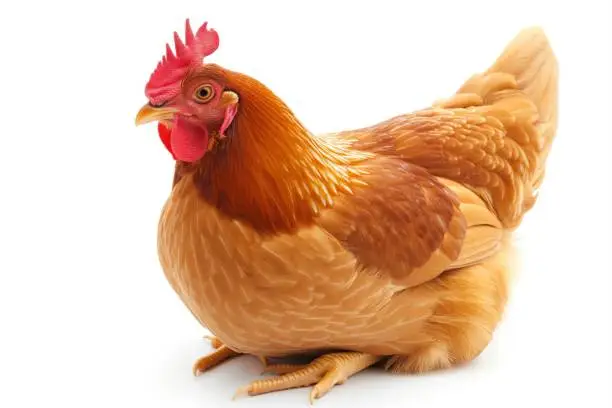 Photo of A red hen