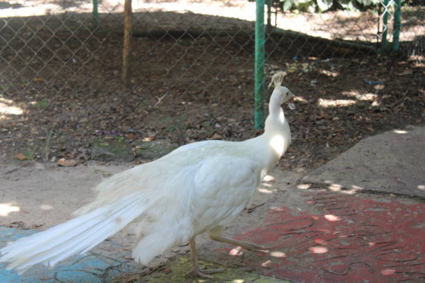 istock Beautiful Majestic Peacock Close Up In A Yard. 1930598260