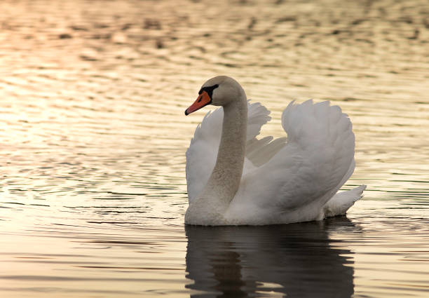 istock beautiful mute swan closeup 1930599307