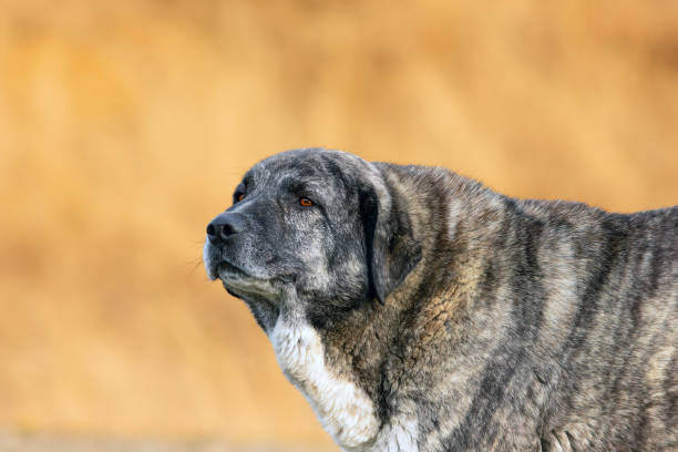 istock closeup of central asian shepherd 1930599308