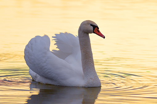 beautiful swan in orange sunrise light (Cygnus olor)