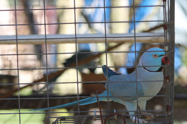 istock Blue Tropical Parrot In A Cage Close Up At A Zoo 1930599834
