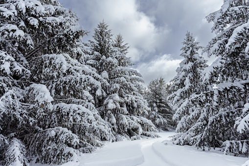 Snow covered Evergreen Trees with beautiful cloudscape after snow fall in Wisconsin