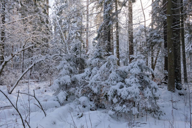 istock Wintertime landscape of snowy coniferous tree stand 1930602979