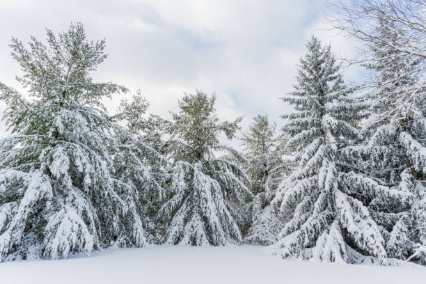 Snow covered Evergreen Trees with beautiful cloudscape after snow fall in Wisconsin