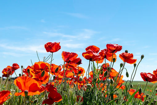Red poppy flowers against the sky, on a summer day in a rural area, Todesillas Valladolid - Spain