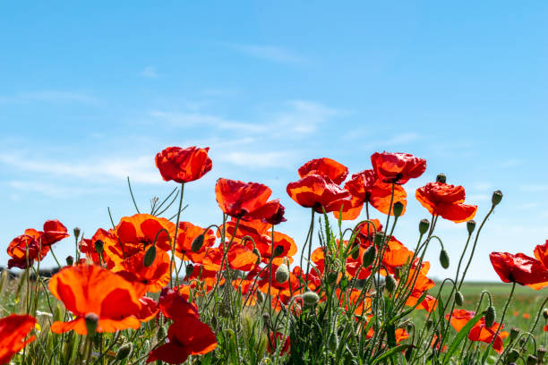 Poppies Field Red poppy flowers against the sky, on a summer day in a rural area, Todesillas Valladolid - Spain oriental poppy stock pictures, royalty-free photos & images